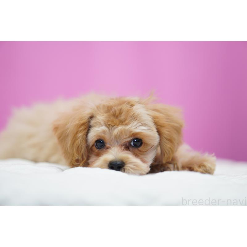 成約済の埼玉県のマルプー:マルチーズ×トイプードル-419109の11枚目