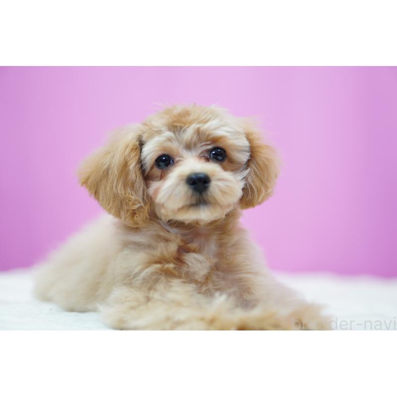 成約済の埼玉県のマルプー:マルチーズ×トイプードル-419109の10枚目