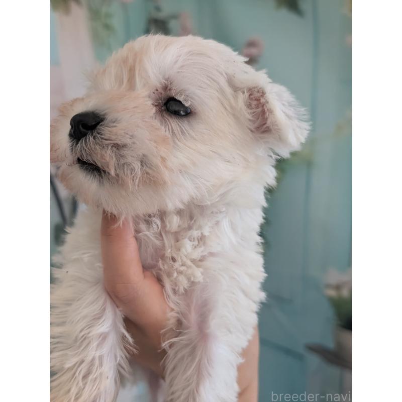 販売中の北海道のミニチュアシュナウザー-430741の3枚目