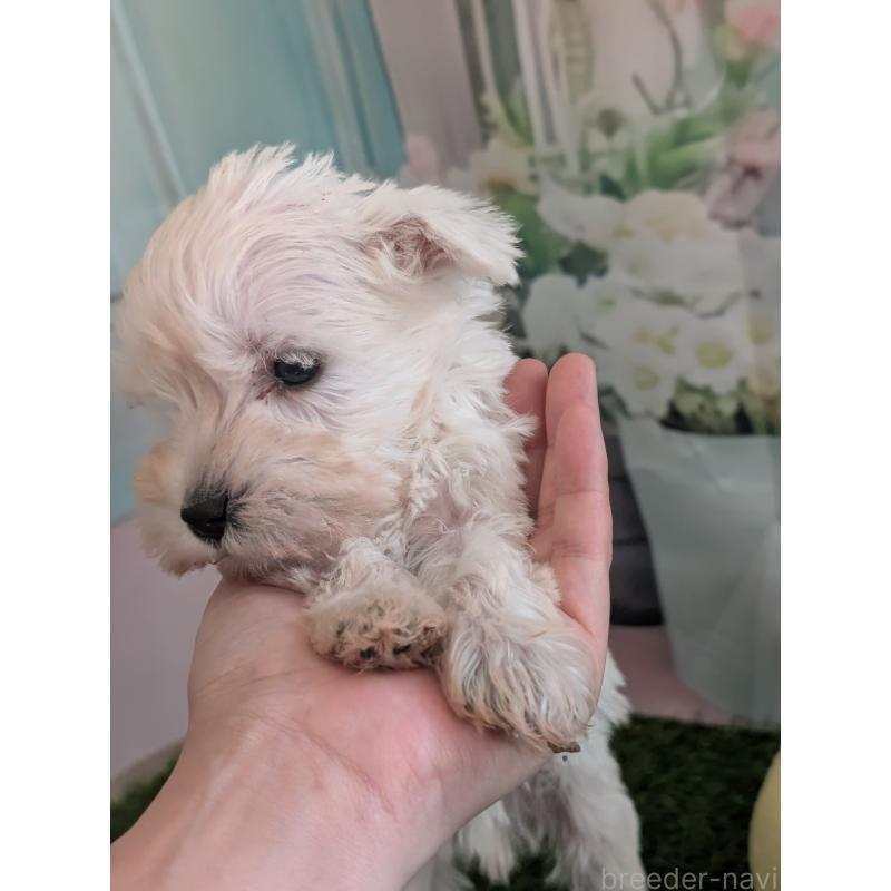 販売中の北海道のミニチュアシュナウザー-430741の2枚目