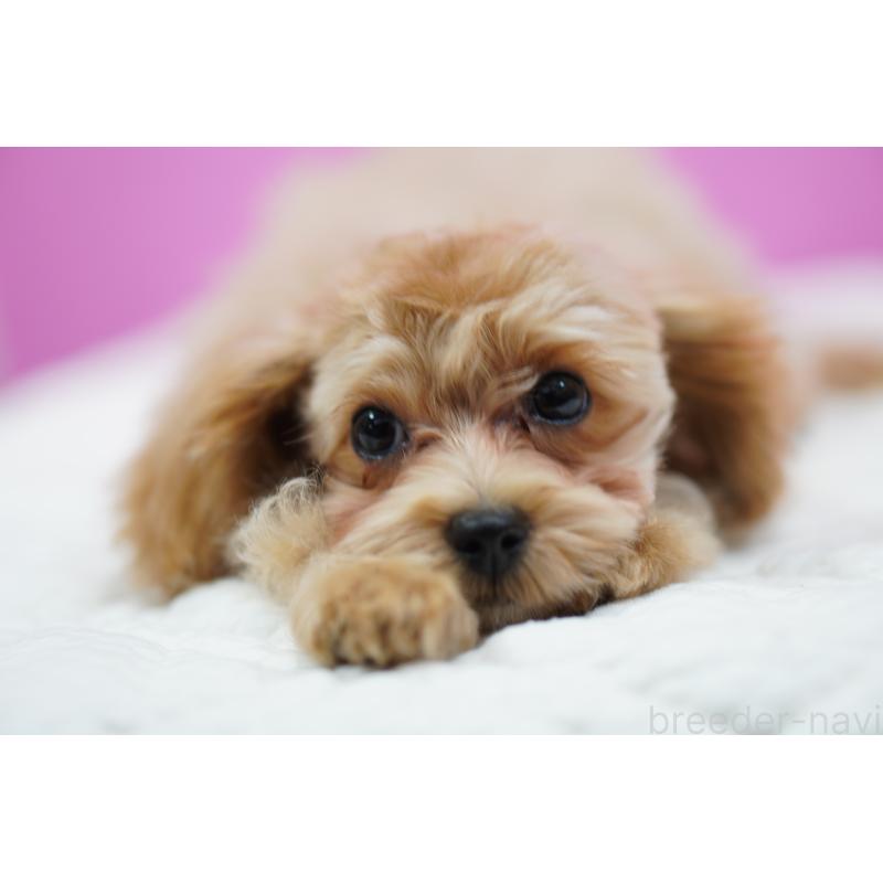 成約済の埼玉県のマルプー:マルチーズ×トイプードル-419109の9枚目