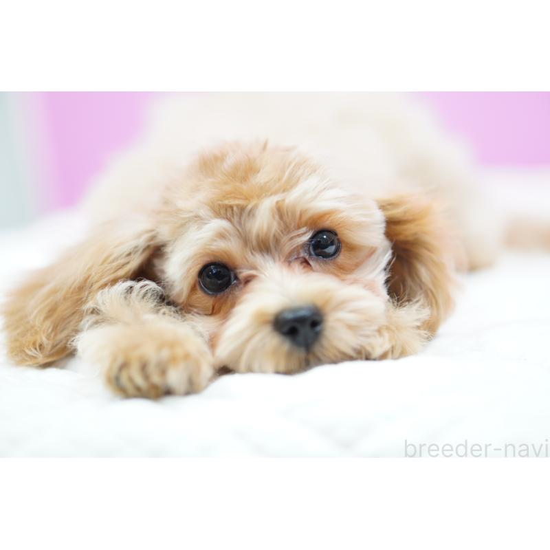 成約済の埼玉県のマルプー:マルチーズ×トイプードル-419109の8枚目