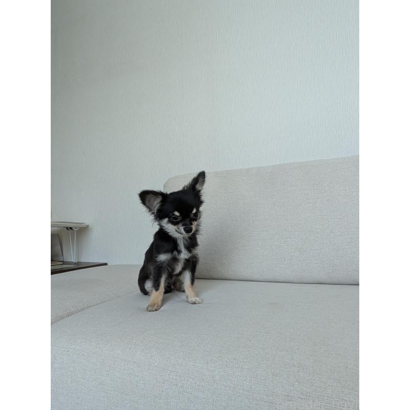 販売中の北海道のミックス犬-401432の12枚目