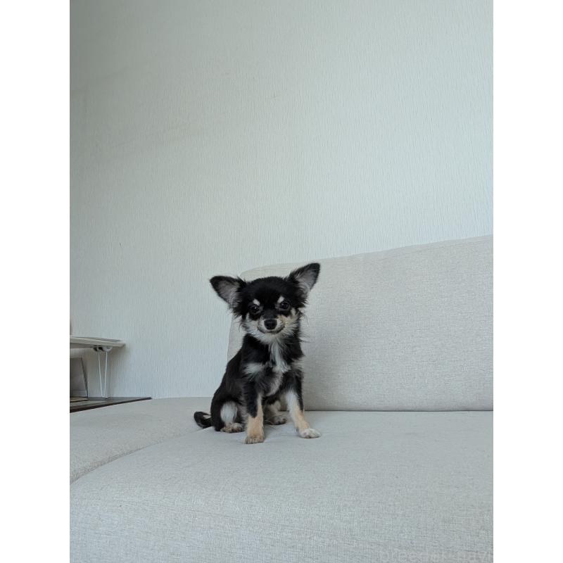 販売中の北海道のミックス犬-401432の11枚目