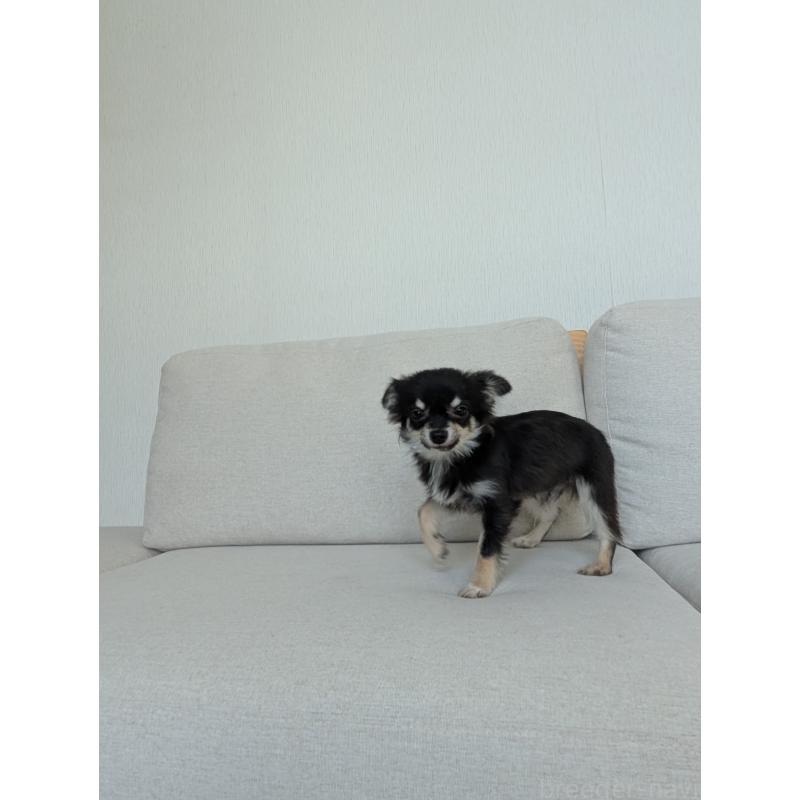 販売中の北海道のミックス犬-401432の10枚目