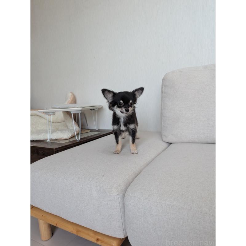 販売中の北海道のミックス犬-401432の9枚目