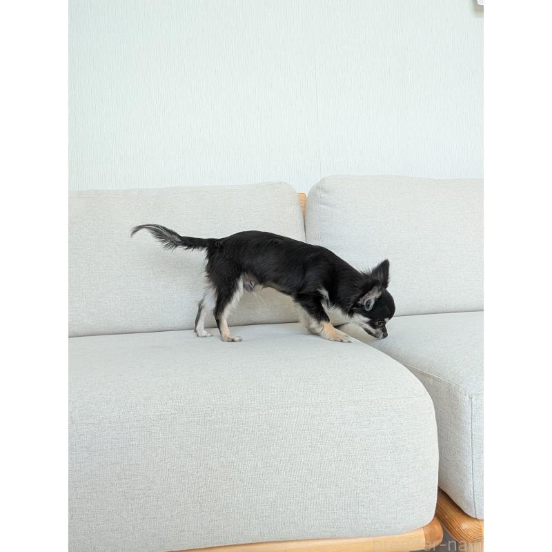 販売中の北海道のミックス犬-401432の8枚目