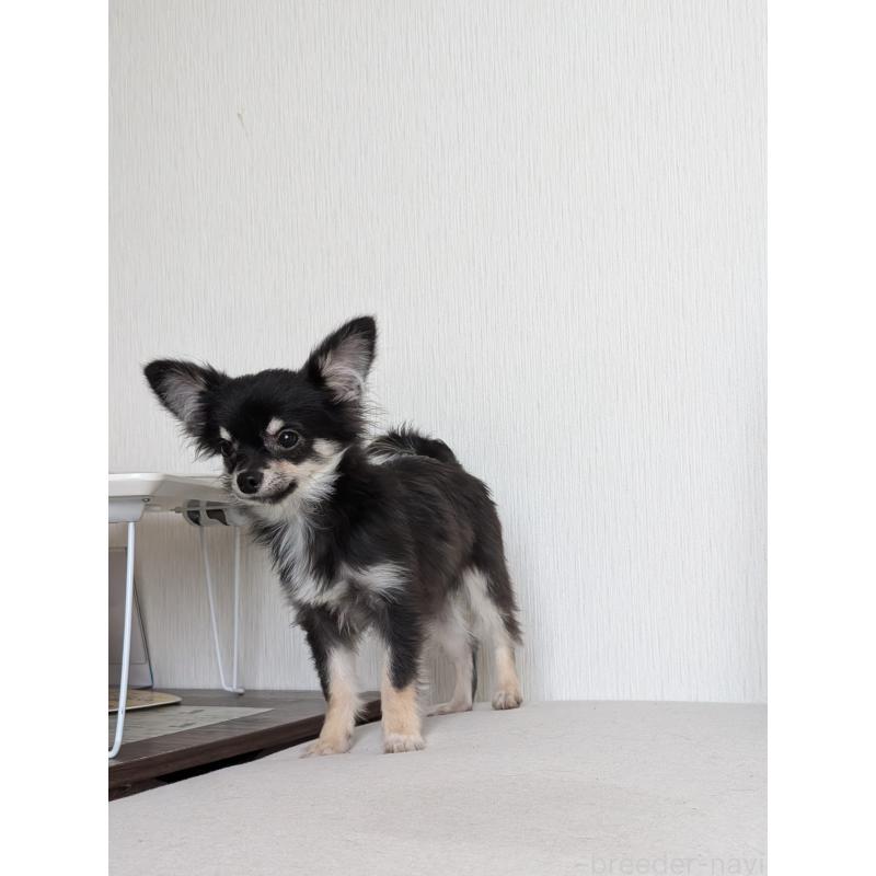 販売中の北海道のミックス犬-401432の7枚目