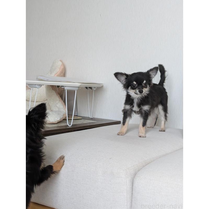 販売中の北海道のミックス犬-401432の6枚目