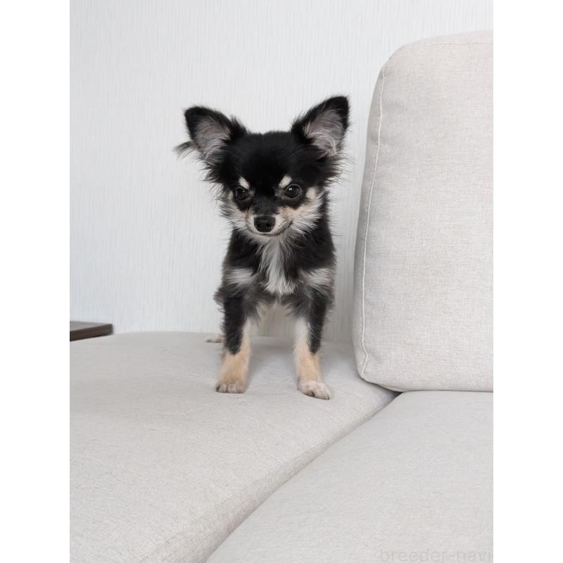 販売中の北海道のミックス犬-401432の5枚目