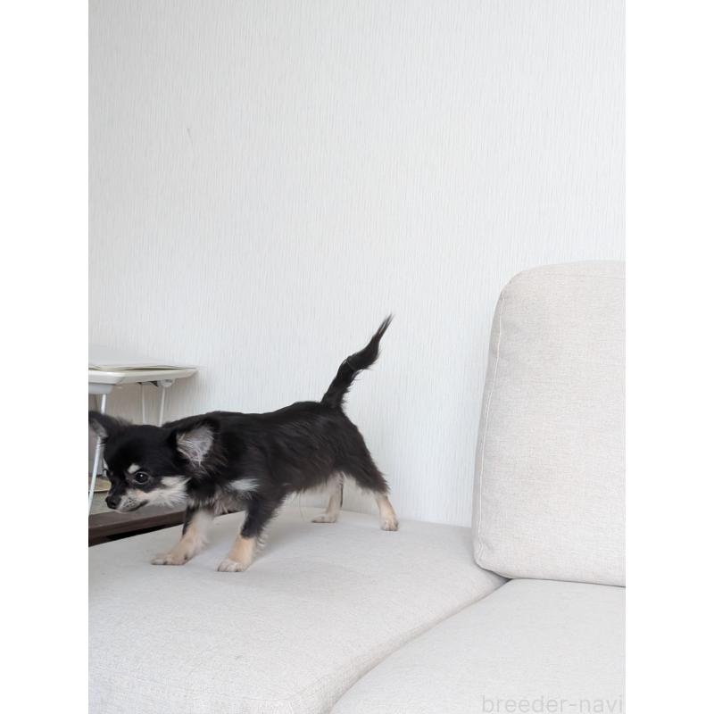 販売中の北海道のミックス犬-401432の4枚目