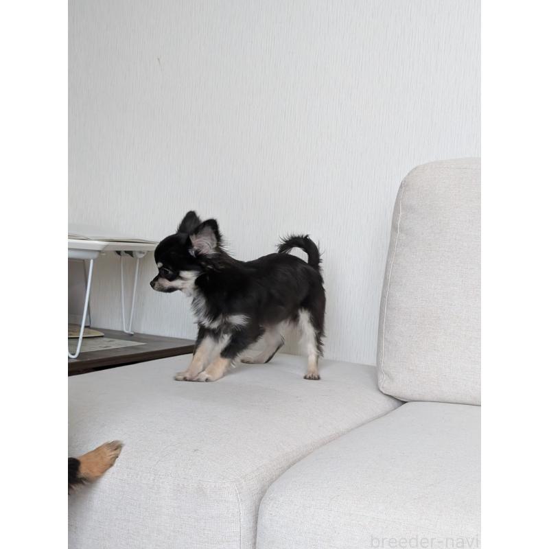 販売中の北海道のミックス犬-401432の3枚目