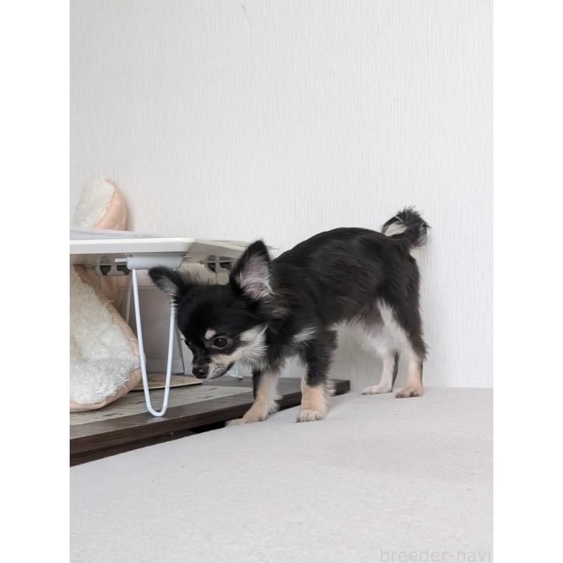 販売中の北海道のミックス犬-401432の2枚目