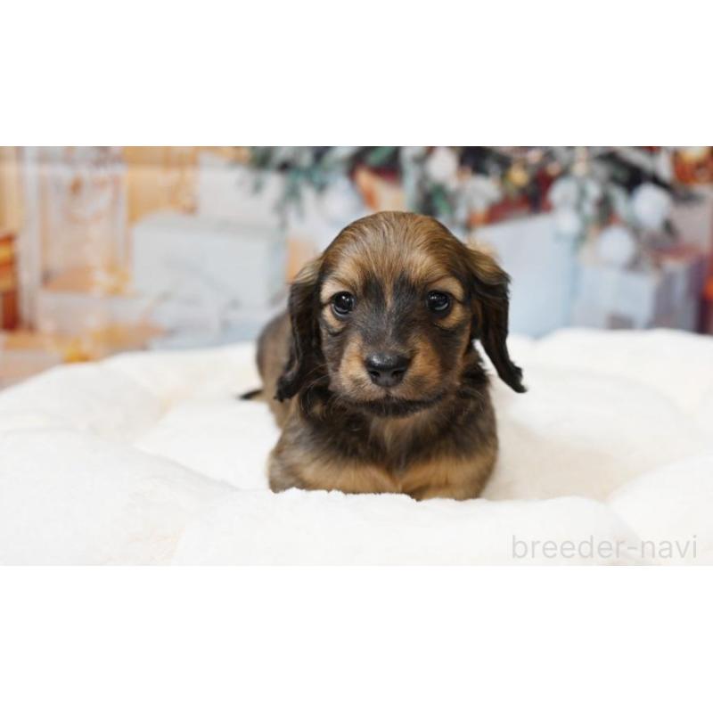 販売中の大阪府のミニチュアダックスフンド(ロングヘアード)-430742の4枚目