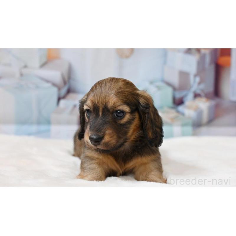 販売中の大阪府のミニチュアダックスフンド(ロングヘアード)-430742の5枚目