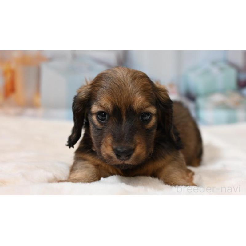 販売中の大阪府のミニチュアダックスフンド(ロングヘアード)-430742の3枚目