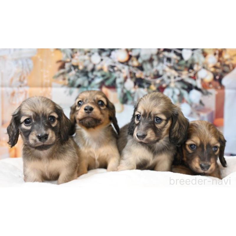 販売中の大阪府のミニチュアダックスフンド(ロングヘアード)-430742の2枚目