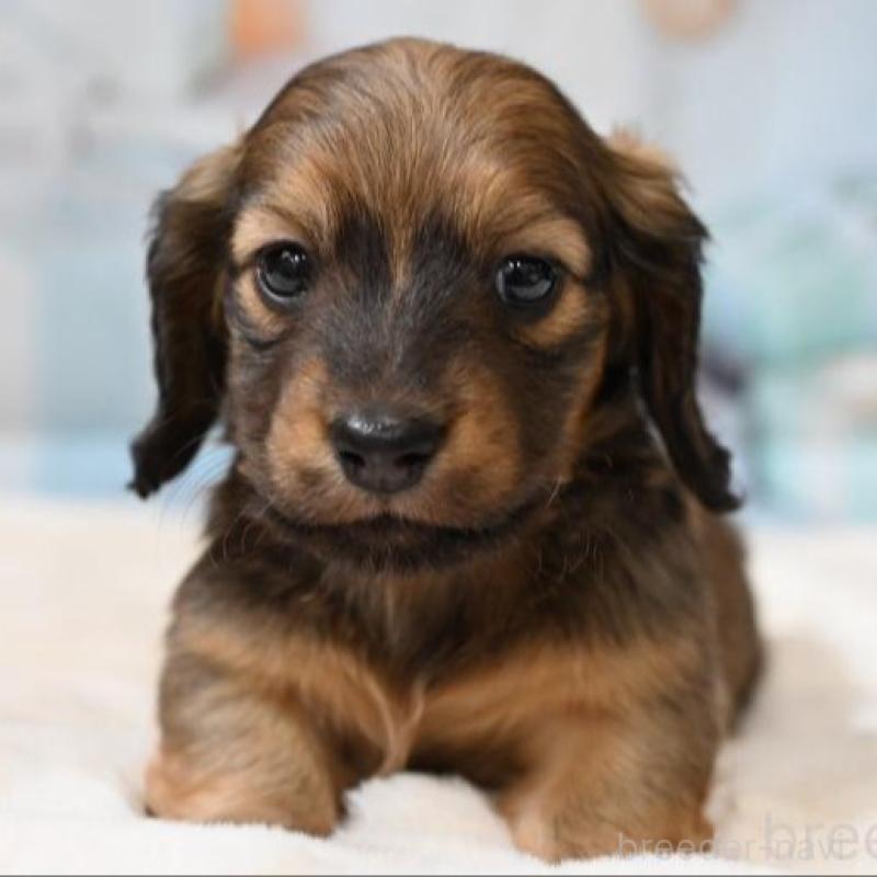 販売中の大阪府のミニチュアダックスフンド(ロングヘアード)-430742