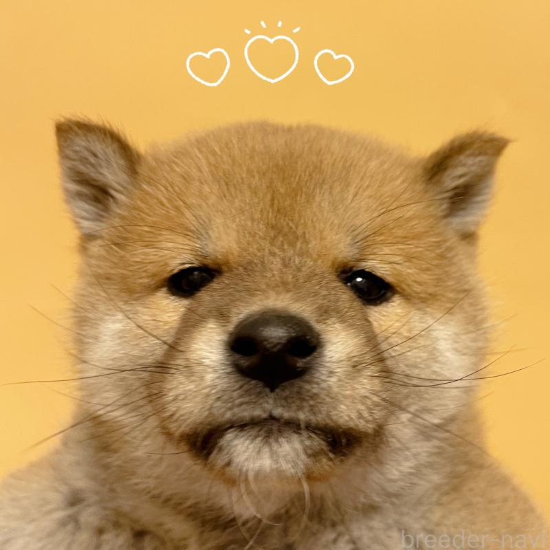 販売中の東京都の豆柴-430745の1枚目