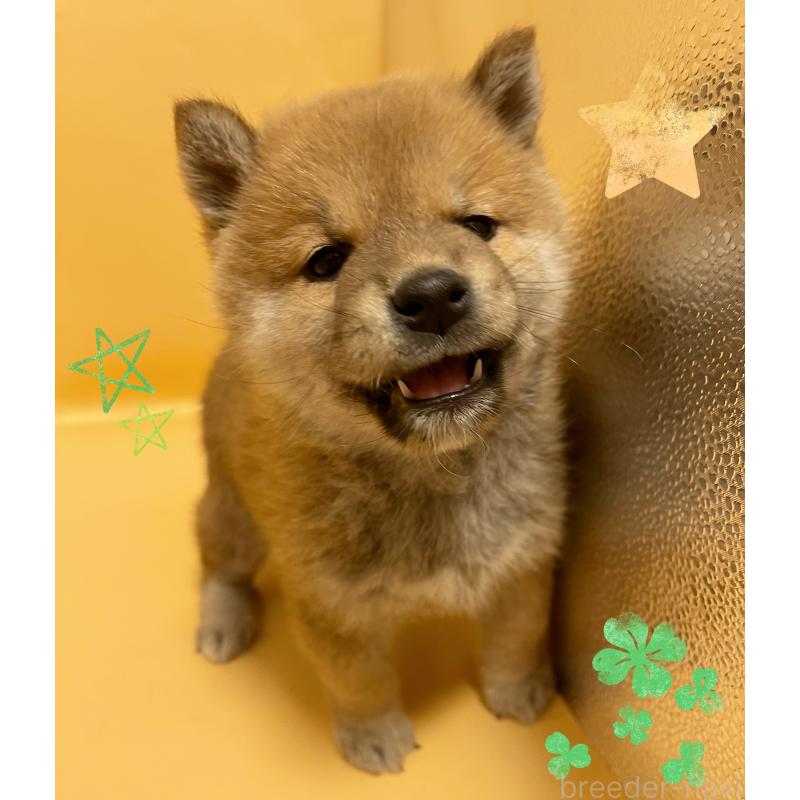 販売中の東京都の豆柴-430745の6枚目