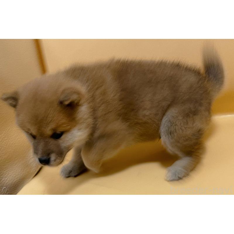 販売中の東京都の豆柴-430745の5枚目