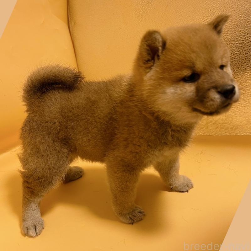 販売中の東京都の豆柴-430745の4枚目