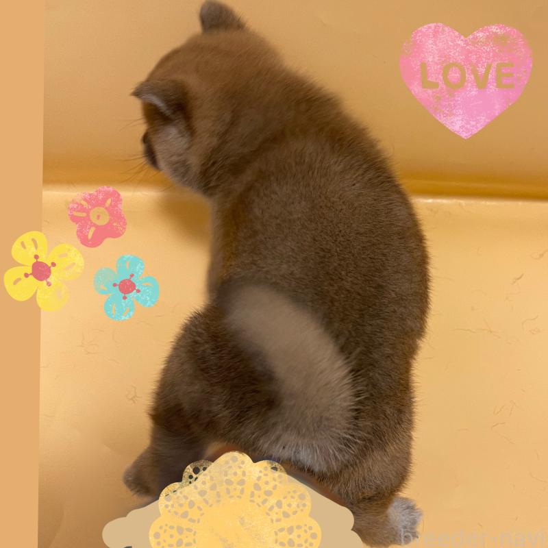 販売中の東京都の豆柴-430745の3枚目