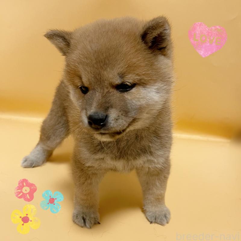 販売中の東京都の豆柴-430745の2枚目