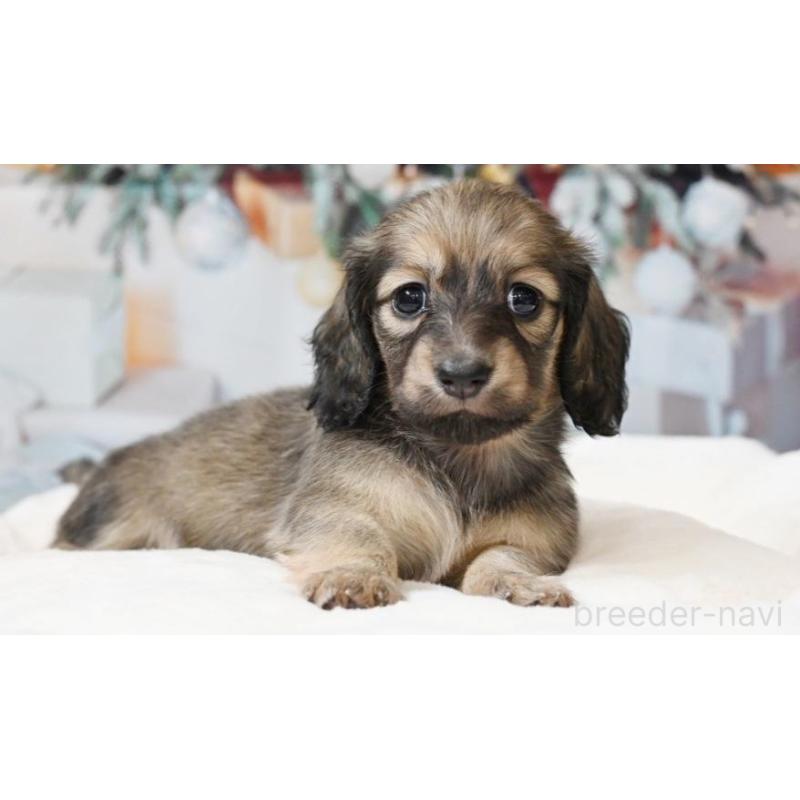 販売中の大阪府のミニチュアダックスフンド(ロングヘアード)-430746の5枚目