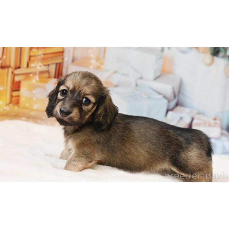 販売中の大阪府のミニチュアダックスフンド(ロングヘアード)-430746の4枚目