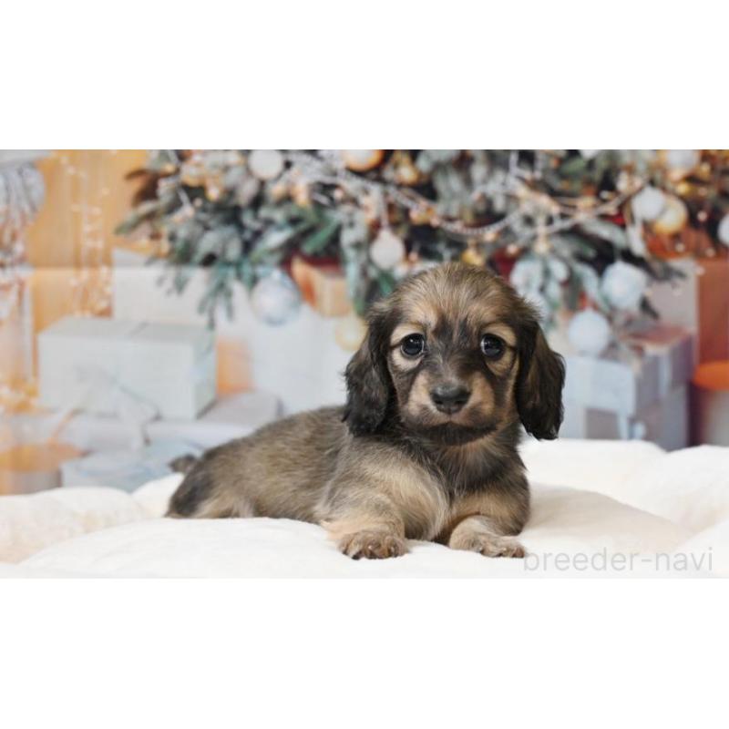 販売中の大阪府のミニチュアダックスフンド(ロングヘアード)-430746の3枚目