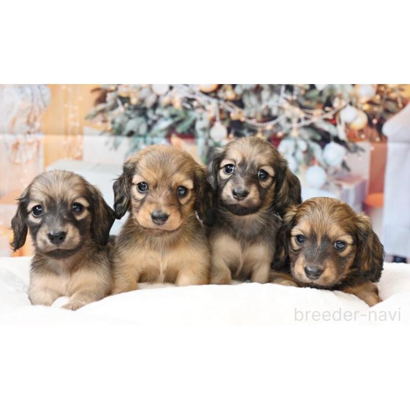 販売中の大阪府のミニチュアダックスフンド(ロングヘアード)-430746の2枚目