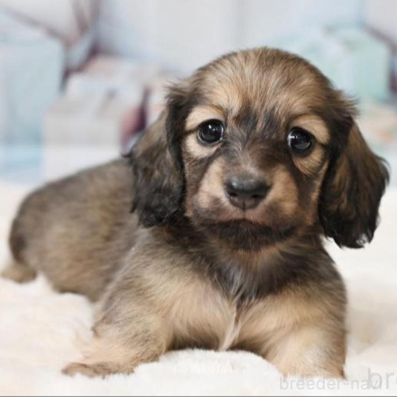 販売中の大阪府のミニチュアダックスフンド(ロングヘアード)-430746