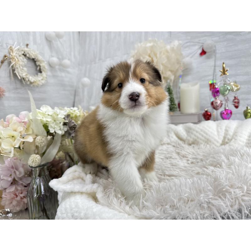 販売中の京都府のシェットランドシープドッグ(シェルティ)-430756