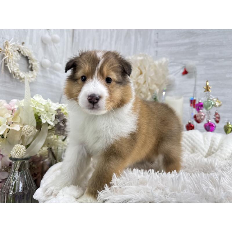 販売中の京都府のシェットランドシープドッグ(シェルティ)-430756の7枚目