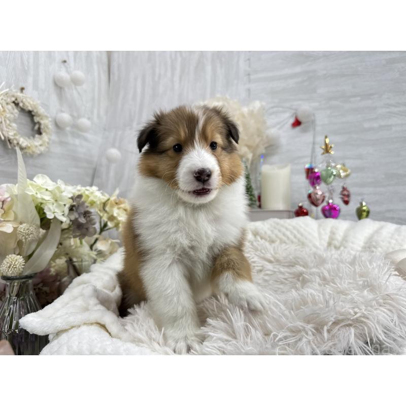 販売中の京都府のシェットランドシープドッグ(シェルティ)-430756の6枚目