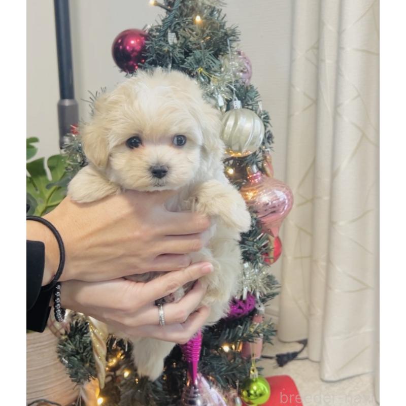 販売中の福岡県のミックス犬-430749の6枚目