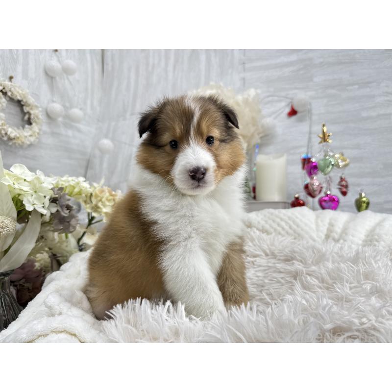 販売中の京都府のシェットランドシープドッグ(シェルティ)-430756の5枚目