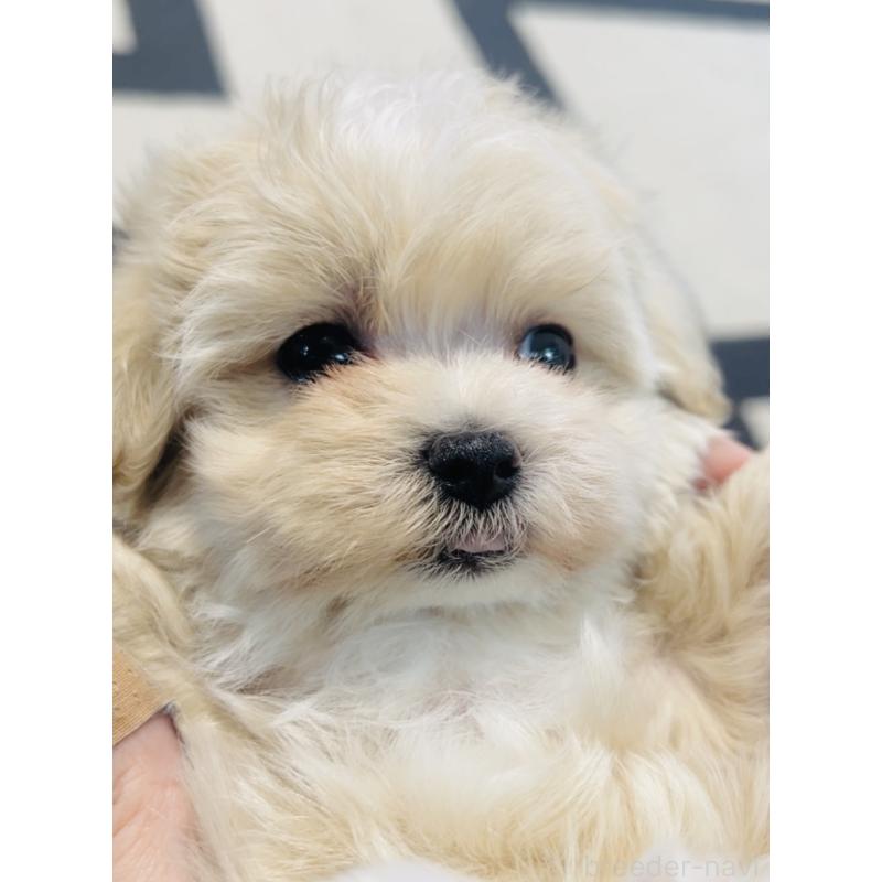 販売中の福岡県のミックス犬-430749の5枚目