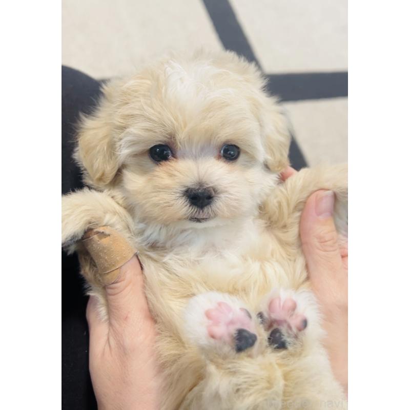 販売中の福岡県のミックス犬-430749の4枚目