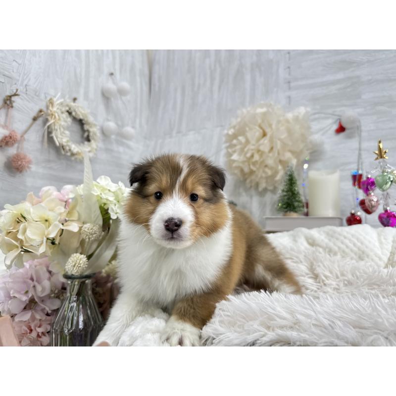 販売中の京都府のシェットランドシープドッグ(シェルティ)-430756の4枚目