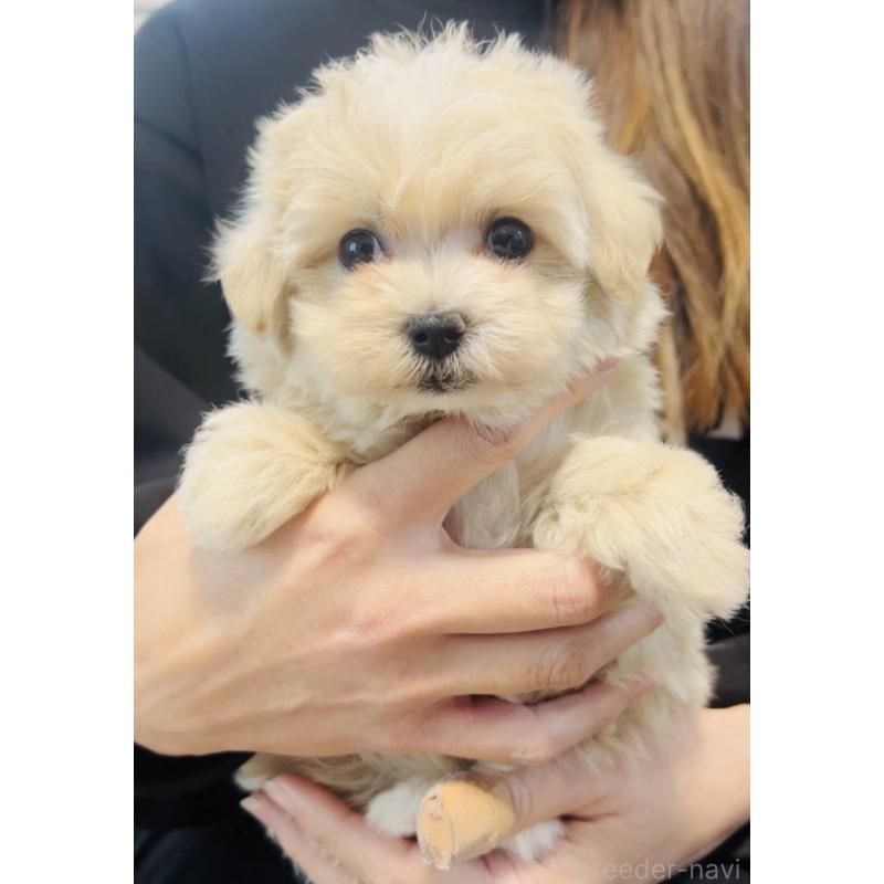 販売中の福岡県のミックス犬-430749の3枚目