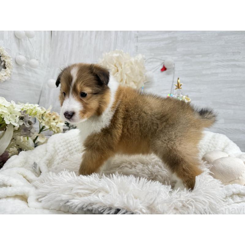 販売中の京都府のシェットランドシープドッグ(シェルティ)-430756の3枚目