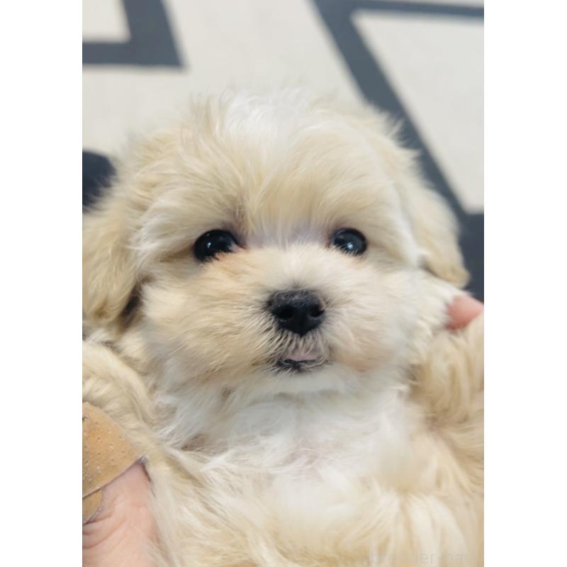 販売中の福岡県のミックス犬-430749の2枚目