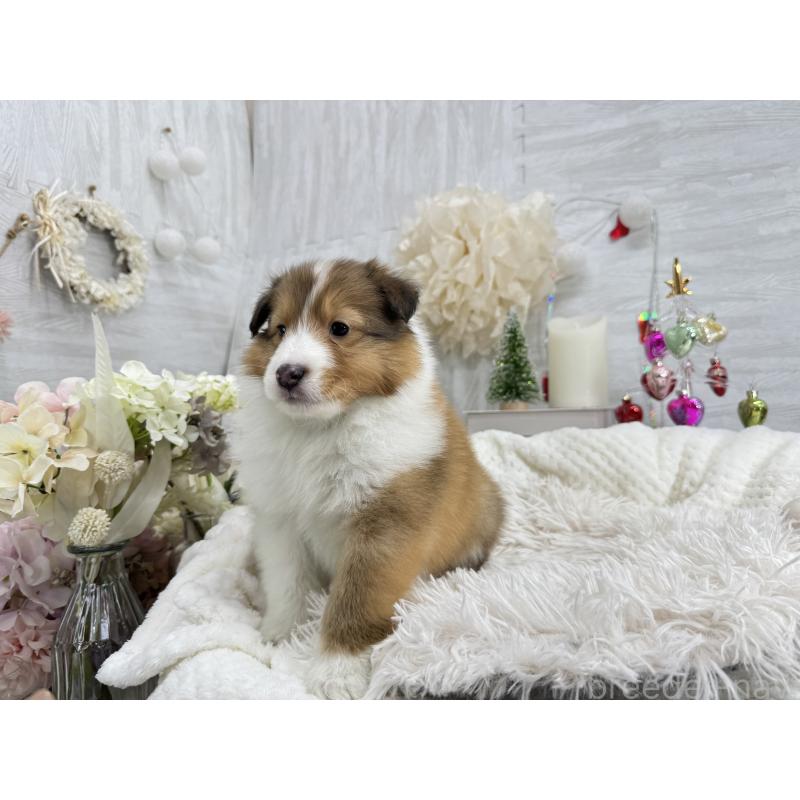 販売中の京都府のシェットランドシープドッグ(シェルティ)-430756の2枚目