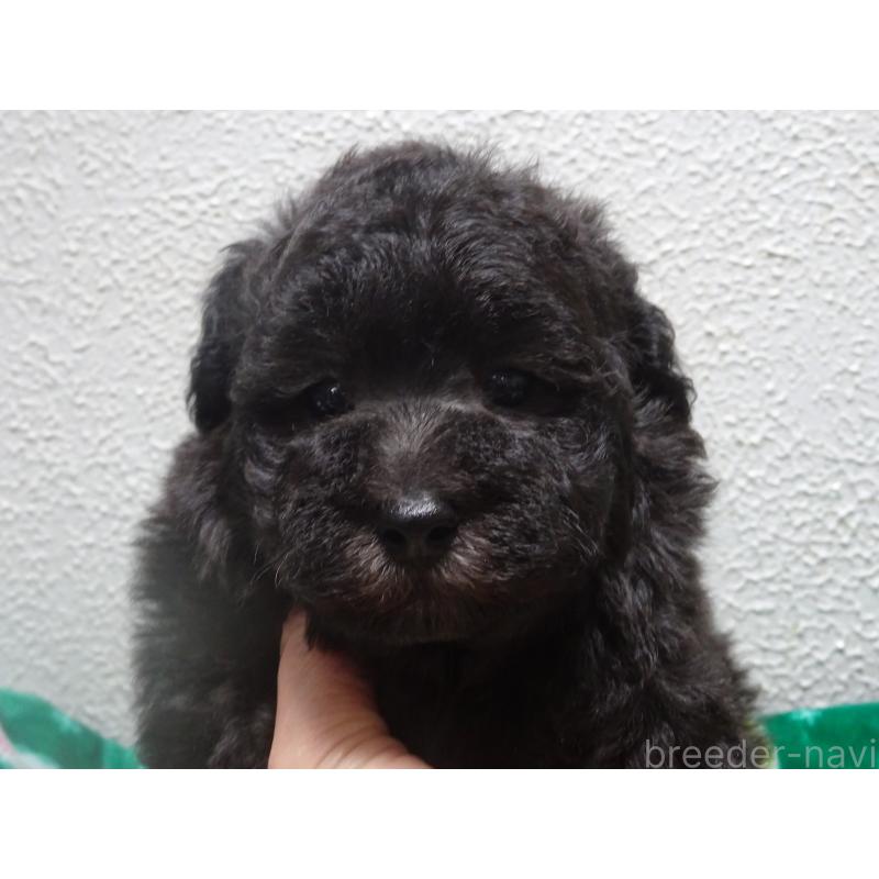 販売中の大阪府のタイニープードル-430752の5枚目
