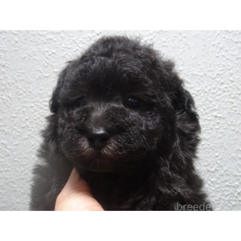 販売中の大阪府のタイニープードル-430752の4枚目