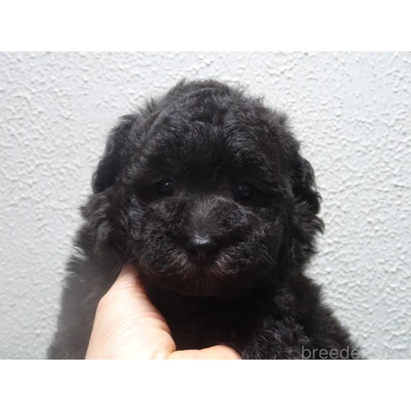 販売中の大阪府のタイニープードル-430752の3枚目