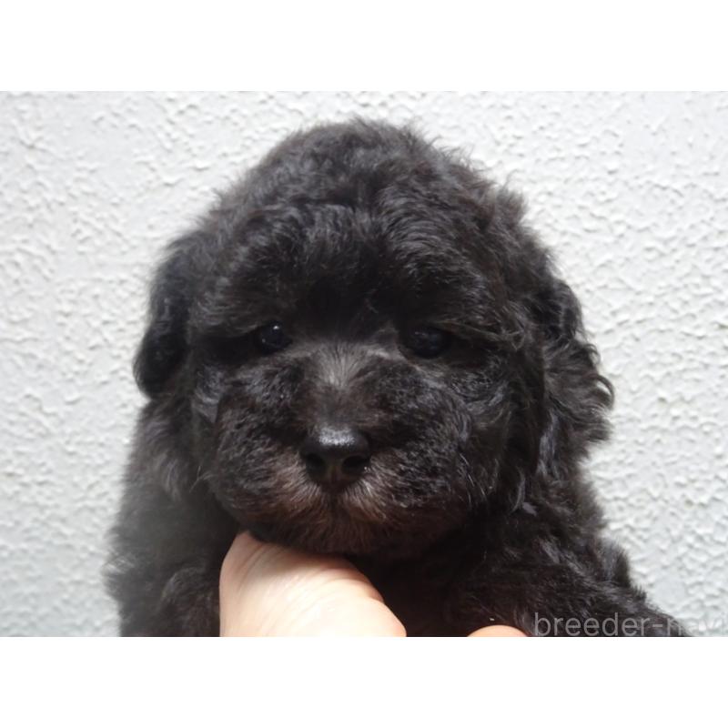 販売中の大阪府のタイニープードル-430752の2枚目