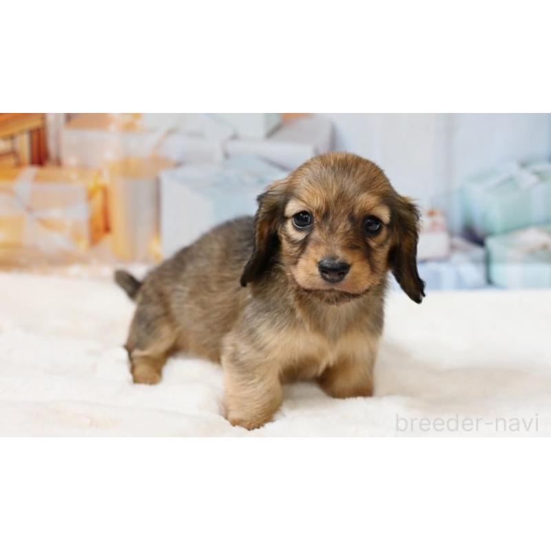 販売中の大阪府のミニチュアダックスフンド(ロングヘアード)-430751の5枚目